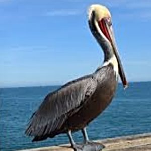 image Charlie the pelican Oceanside, CA