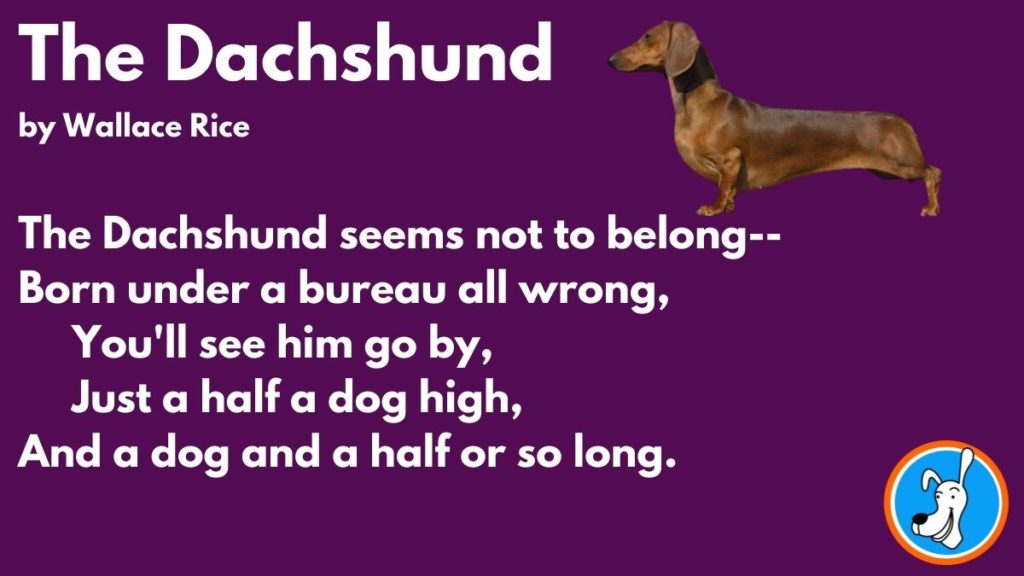 Limerick The Dachshund by Wallace Rice