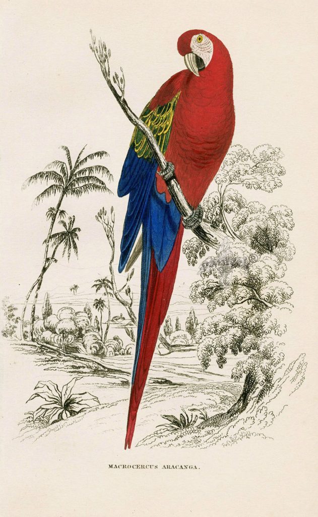 Parrot painting by Edward Lear
